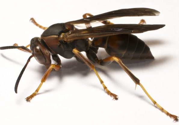 Insect Allergy Reaction