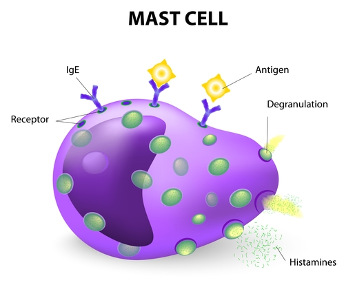 mast cell